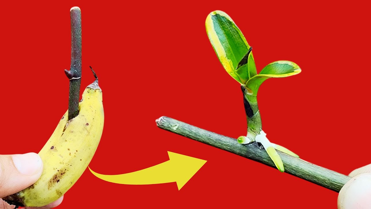 orquídeas y plátanos