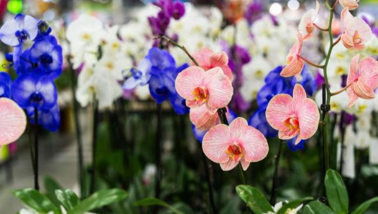 orquídeas orquídeas