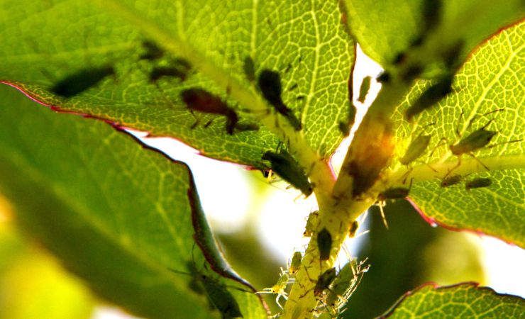 parásitos vegetales parásitos vegetales