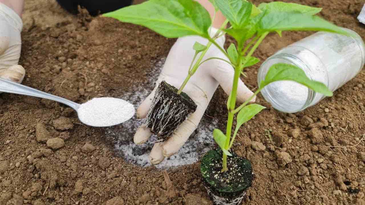 Plantar pimientos Plantar pimientos