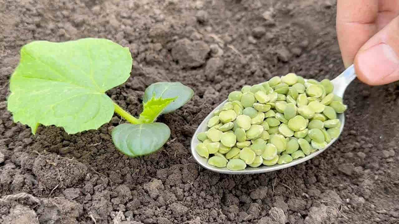Planta enterrada