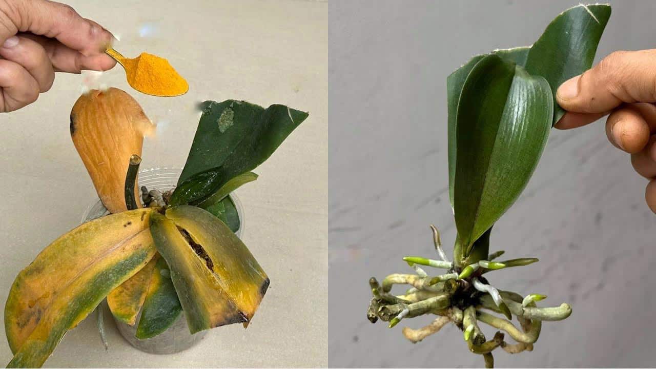 Polvo en orquídeas