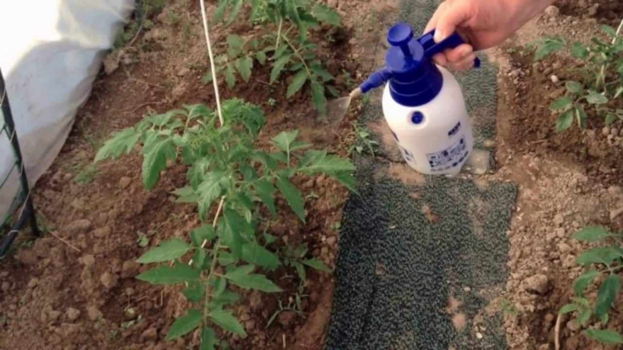 Potente insecticida casero