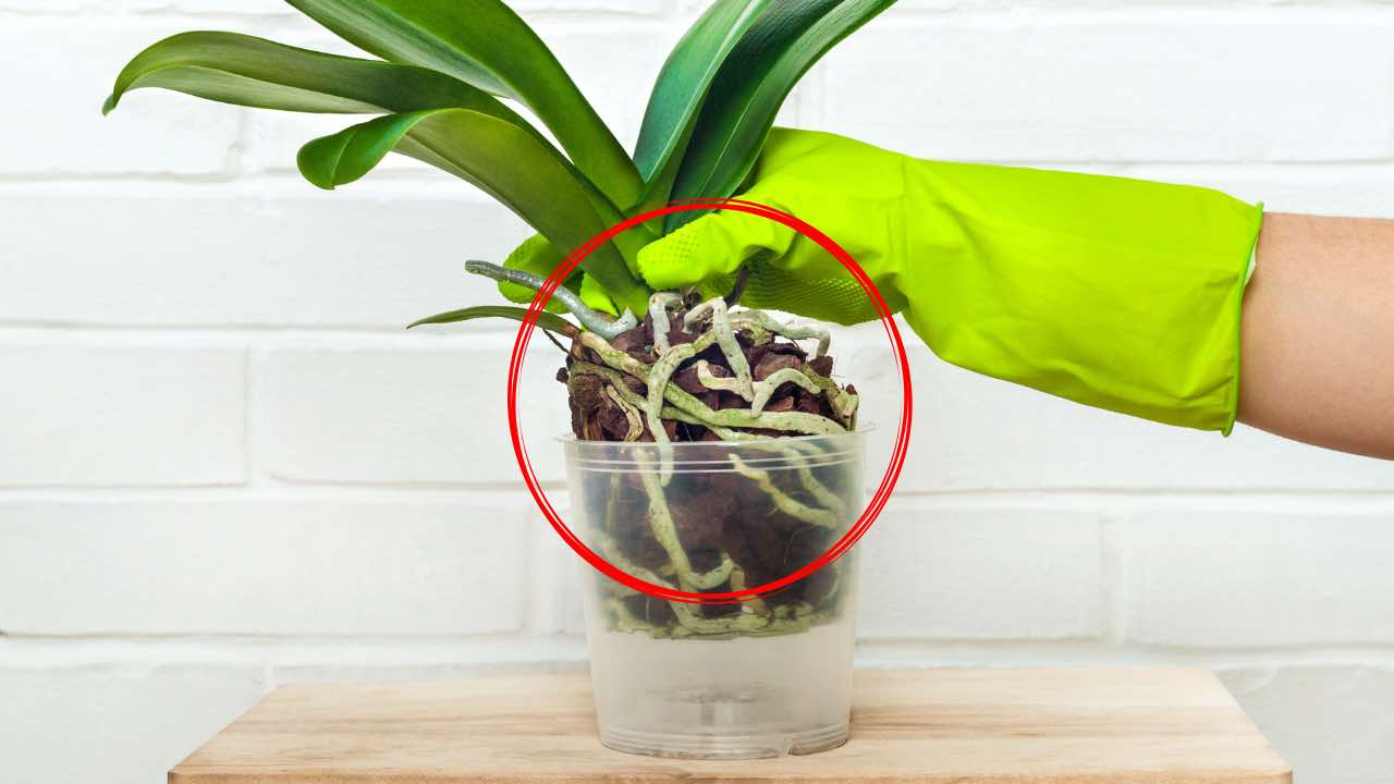 raíces de orquídeas raíces de orquídeas
