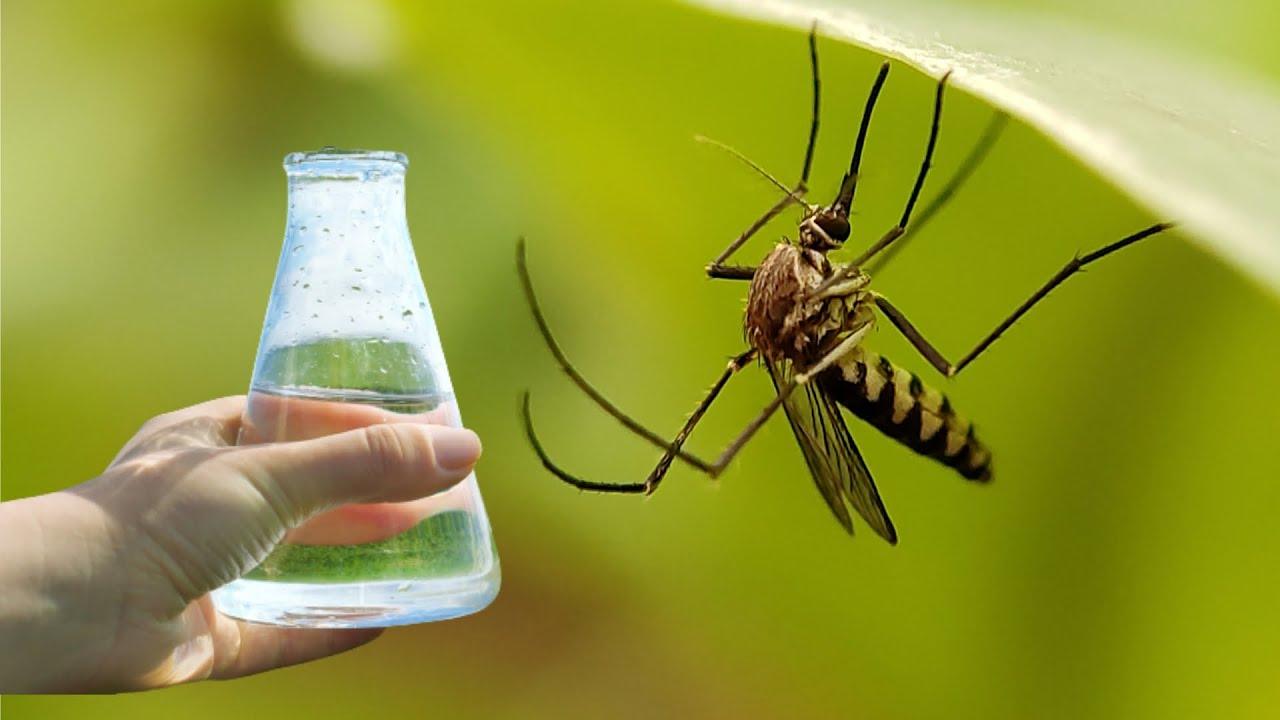 Repelente de mosquitos natural Repelente de mosquitos natural