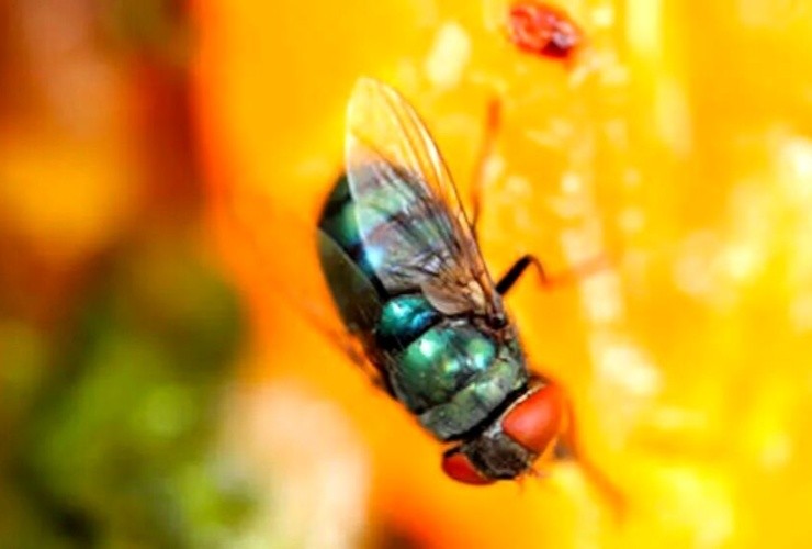 Remedios contra la mosca de la fruta