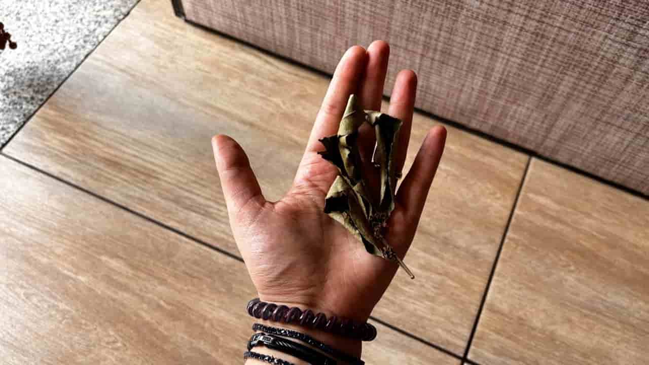 Remedio para cucarachas y cucarachas