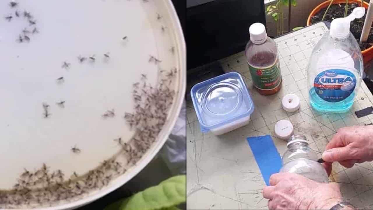 Remedio para mosquitos