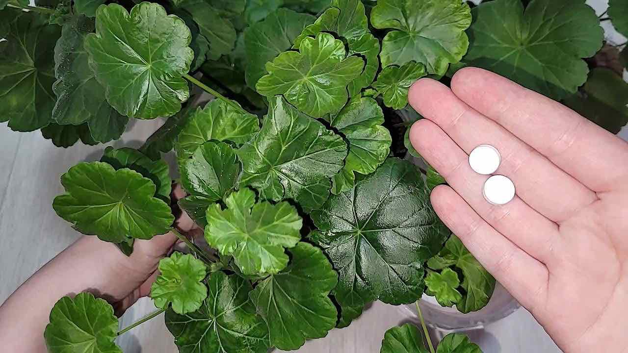 Remedio natural para las flores.