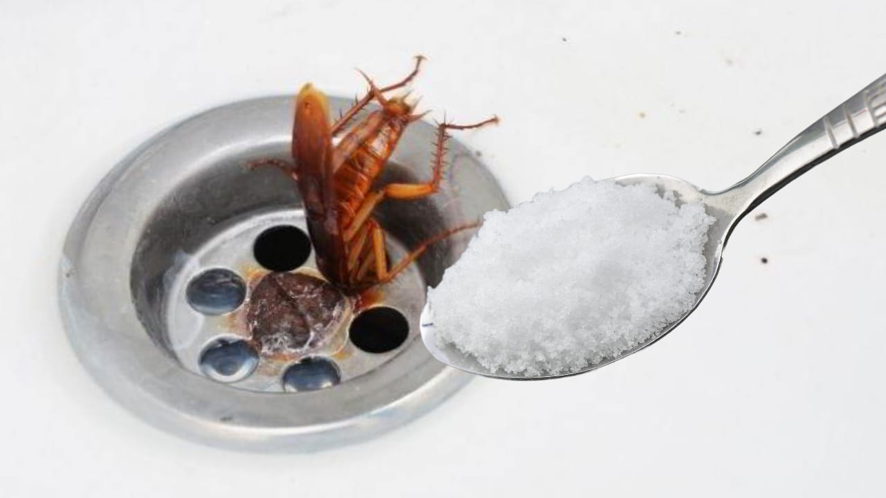 cucarachas