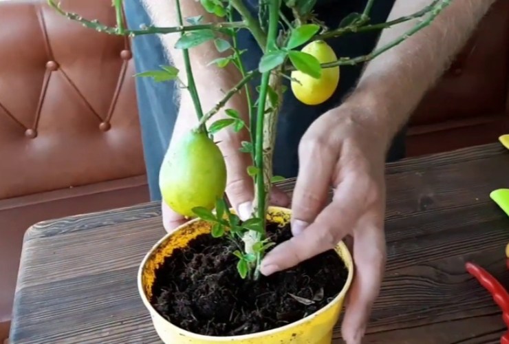 Esquejes de limon Esquejes de limon