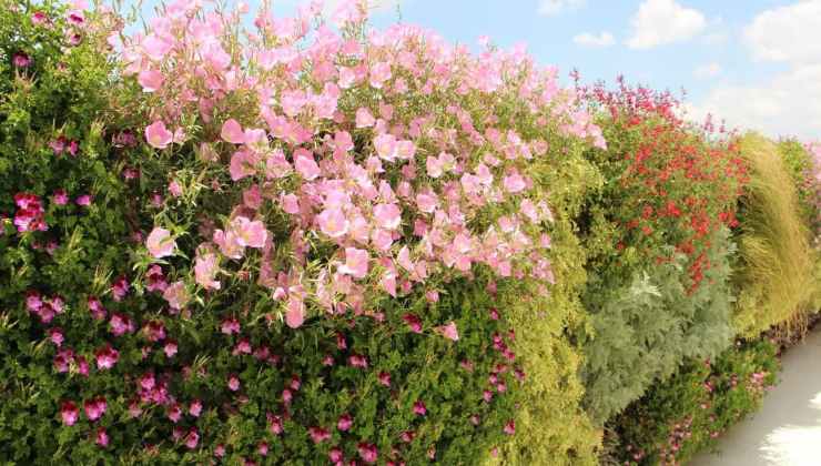 Técnica para tener plantas sanas Técnica para tener plantas sanas