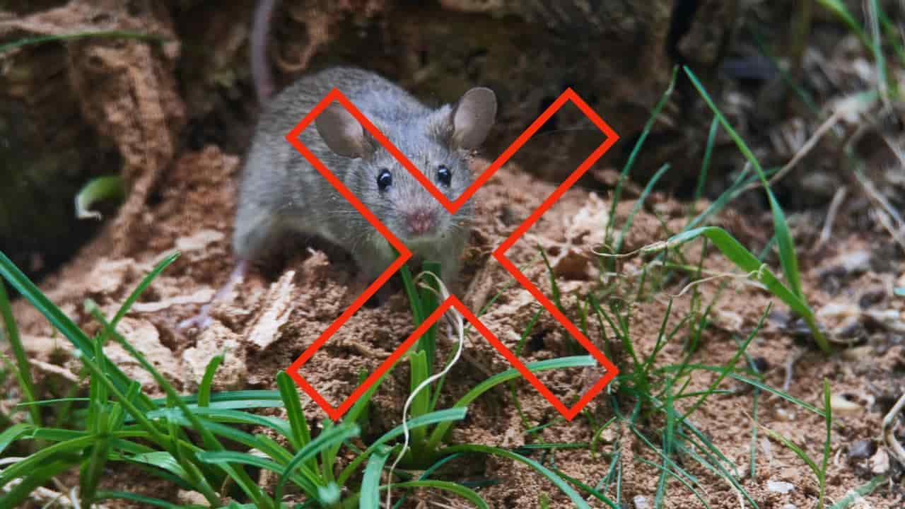 ratones en el jardin