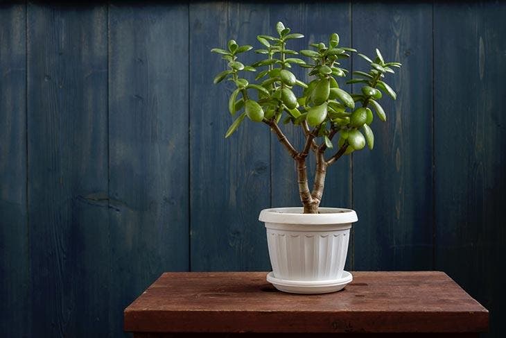 L’astuce pour faire fleurir un arbre de jade : il parfumera ainsi toute la maison 2 Un árbol de jade colocado en una habitación