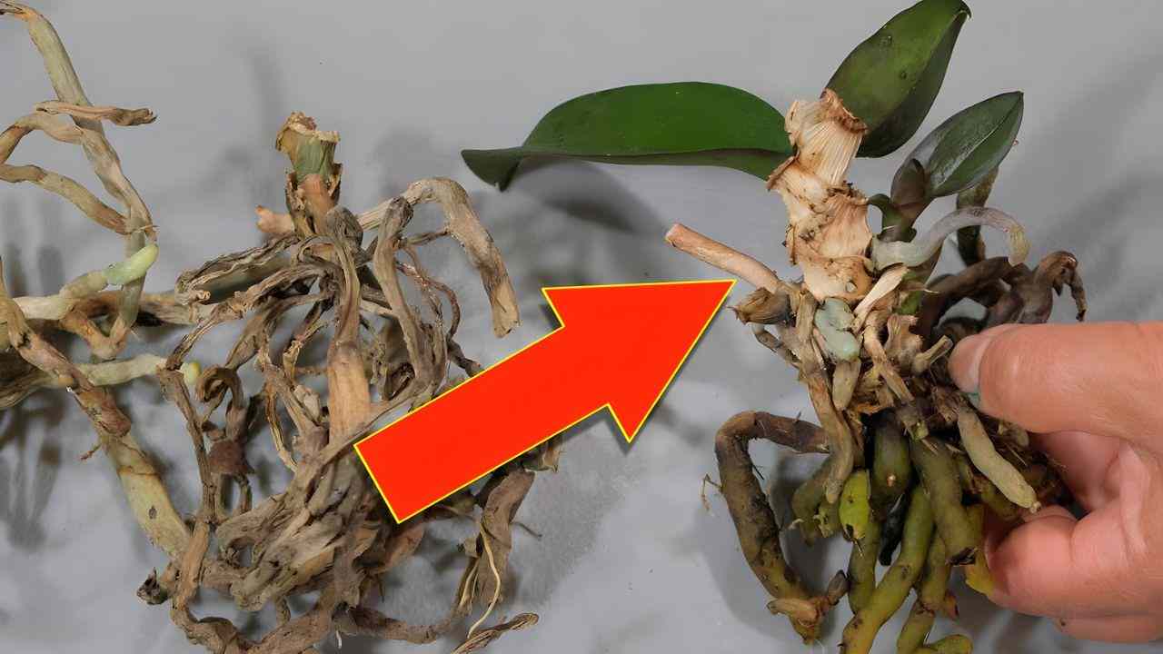 Orquideas viejas