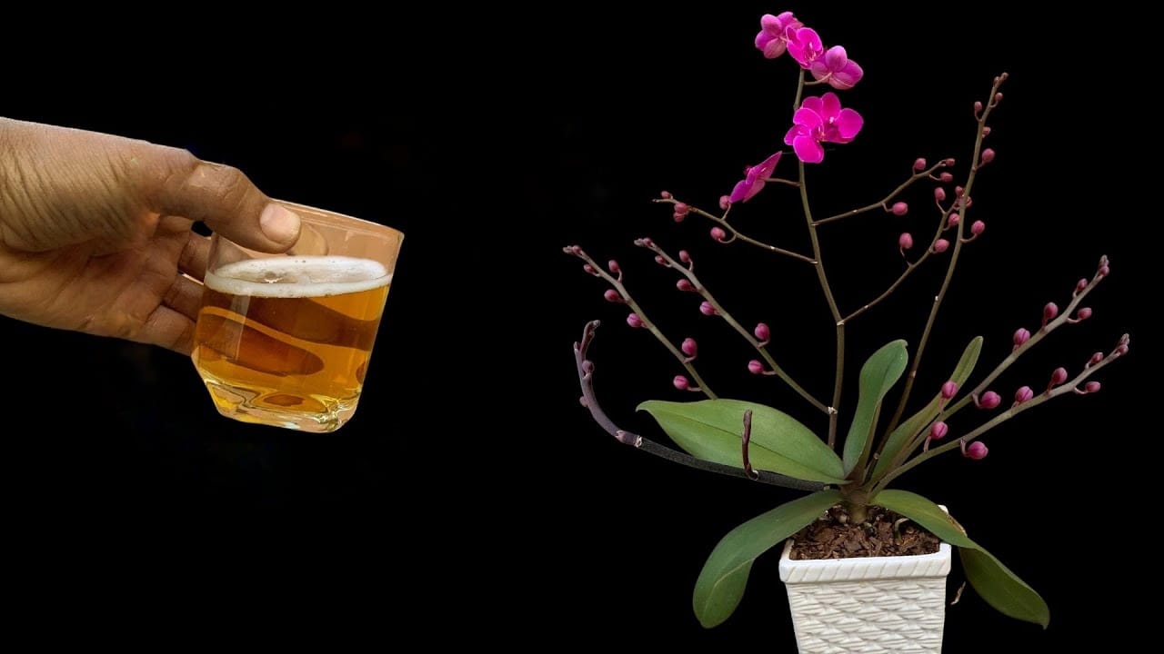 Viértelo en las orquídeas.