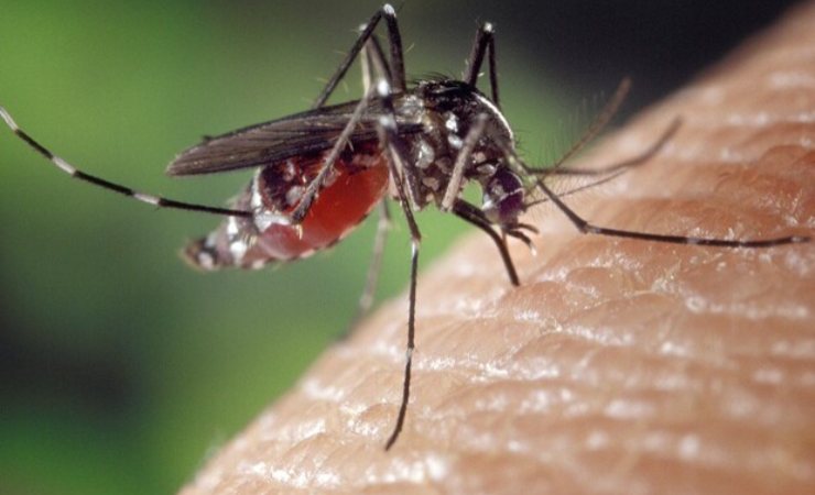 Mosquito Mosquito
