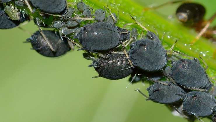 pulgones de las plantas