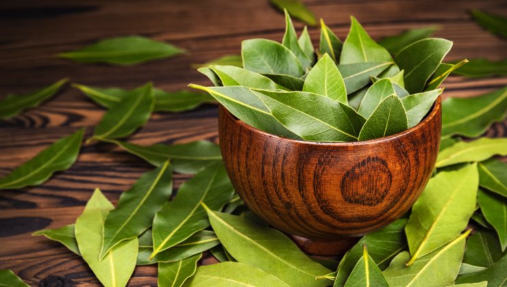La planta aromática contra los ratones La planta aromática contra los ratones