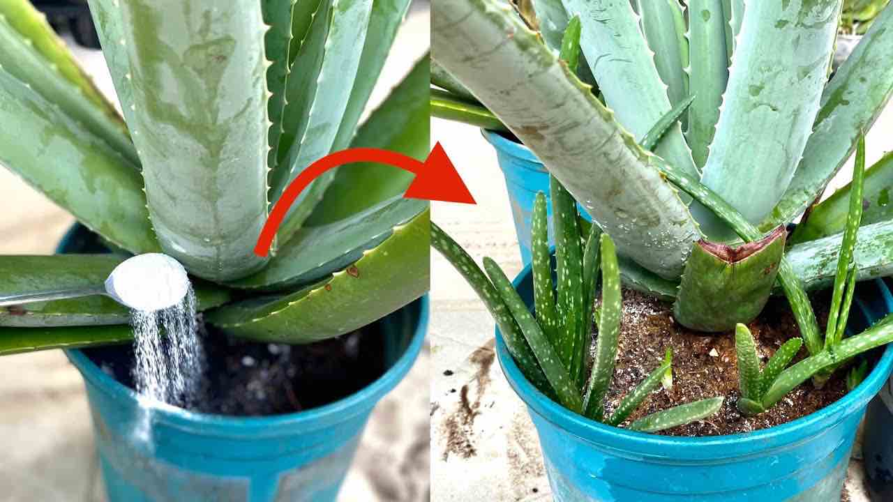 el aloe vera se multiplica