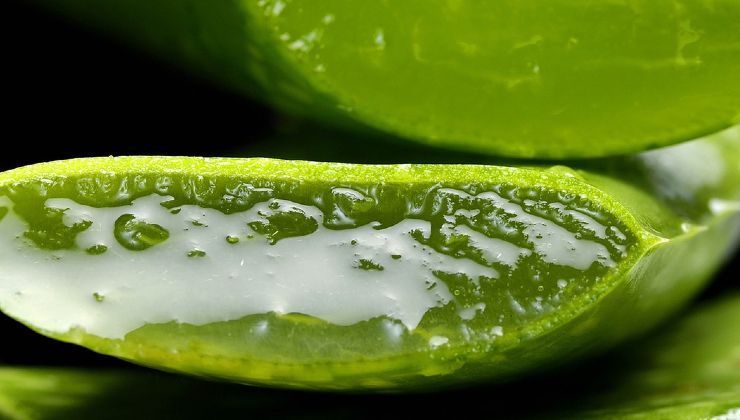 Aloe vera Aloe vera