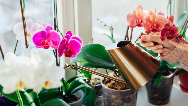 Cómo usar fertilizante