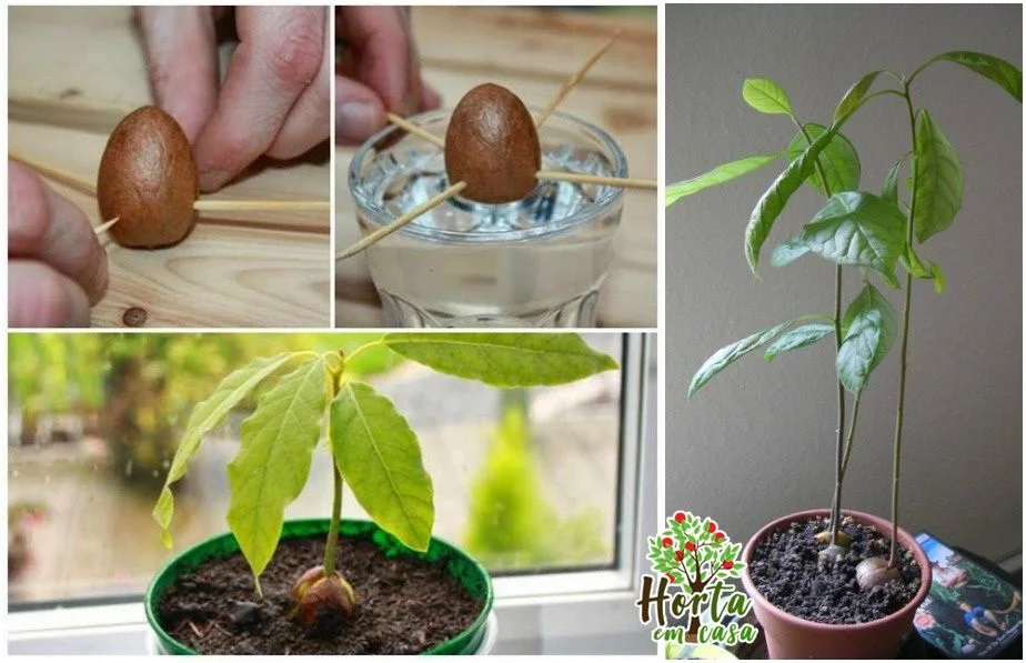 aguacate cultivalo en casa do avogado1.jpg aguacate cultivalo en casa do avogado1.jpg