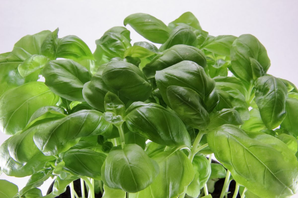 albahaca fresca durante 365 días AdobeStock 208812498 albahaca fresca durante 365 días AdobeStock 208812498