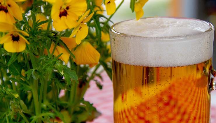 cerveza para orquídeas