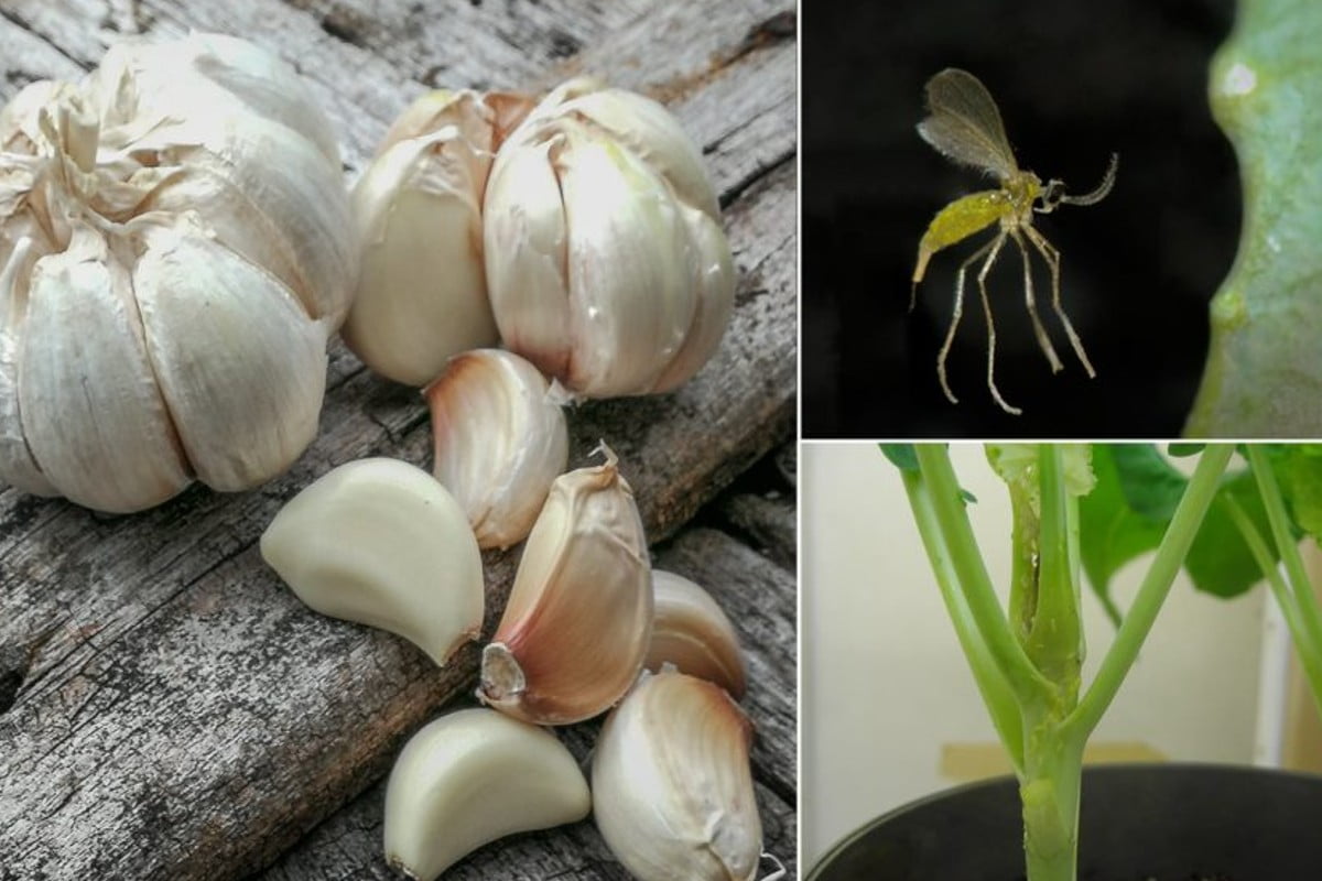 cómo usar ajo contra ajo en el jardín