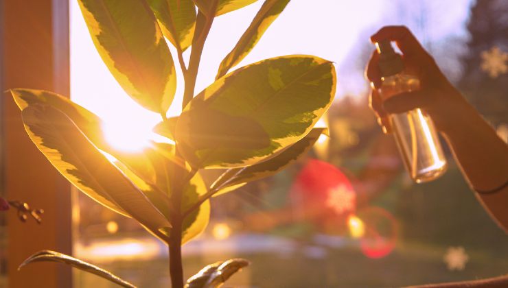 cuidar plantas y flores