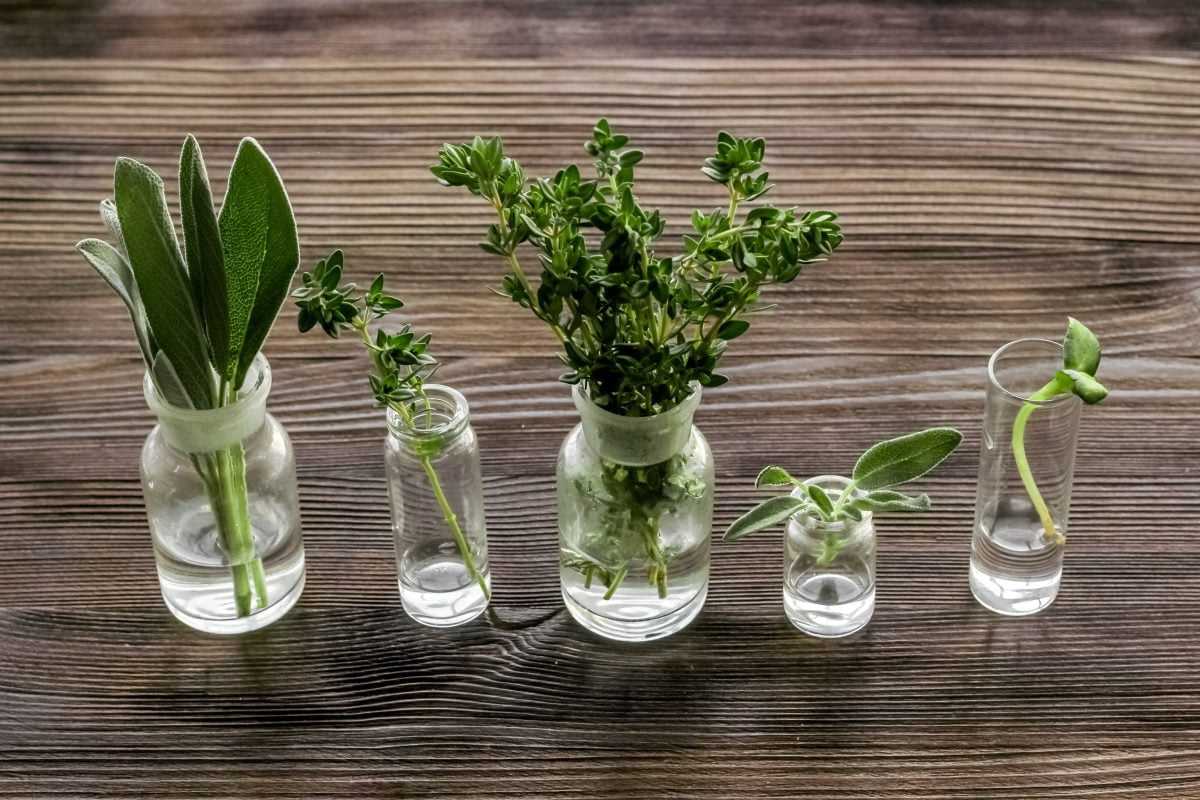 Hierbas: 10 plantas que puedes cultivar durante todo el año en agua