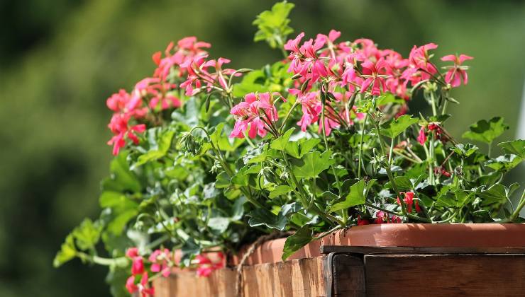 fertilizante de cebolla para plantas: florecerán inmediatamente