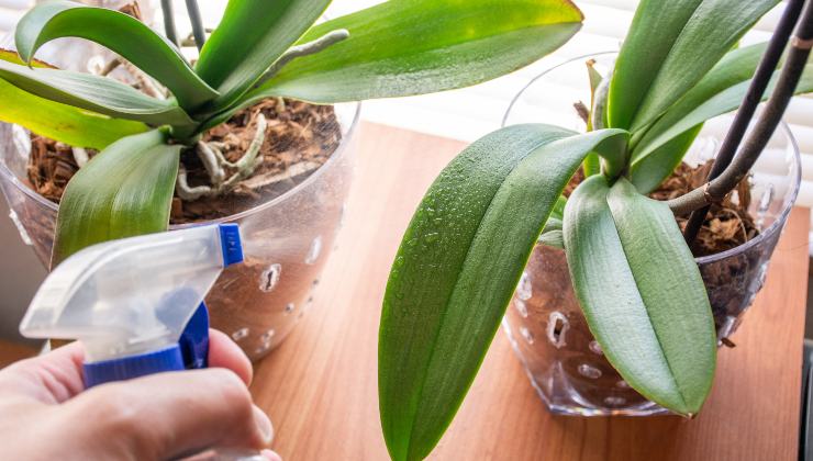 fertilizante para hojas de orquídeas