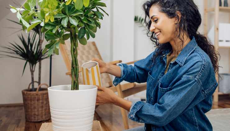 Fertilizante para plantas Fertilizante para plantas