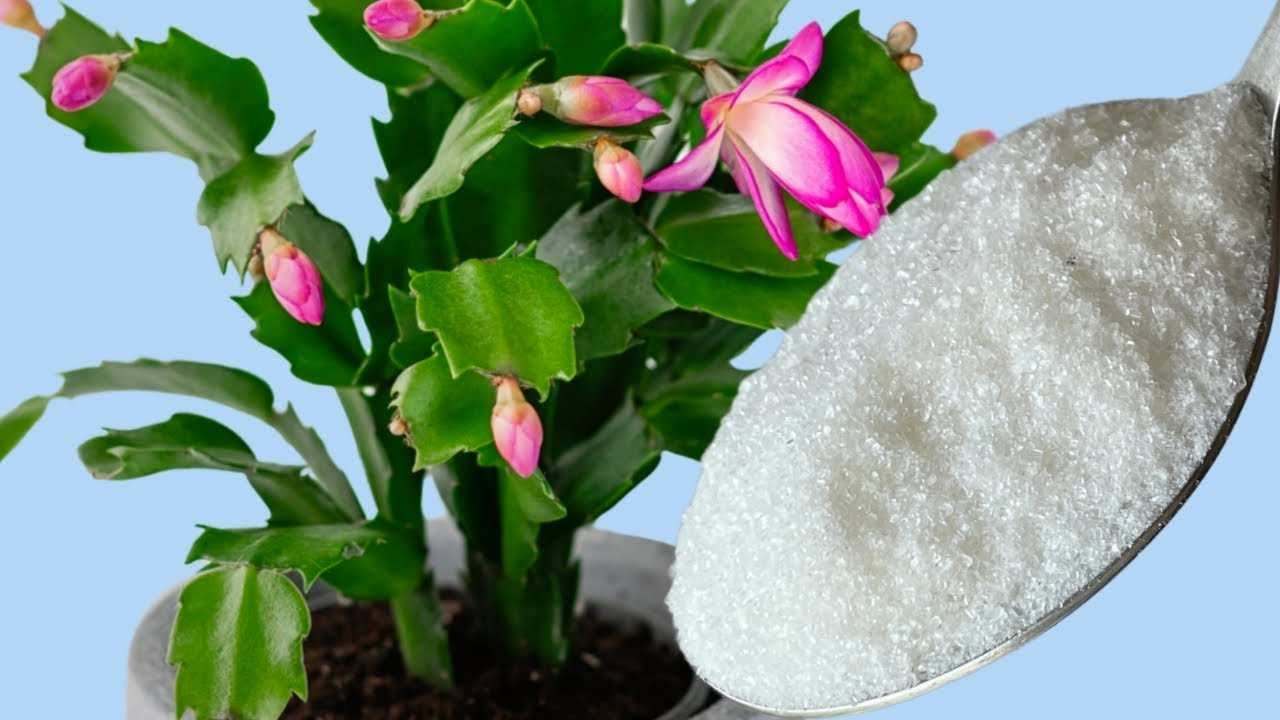Plantas floreciendo