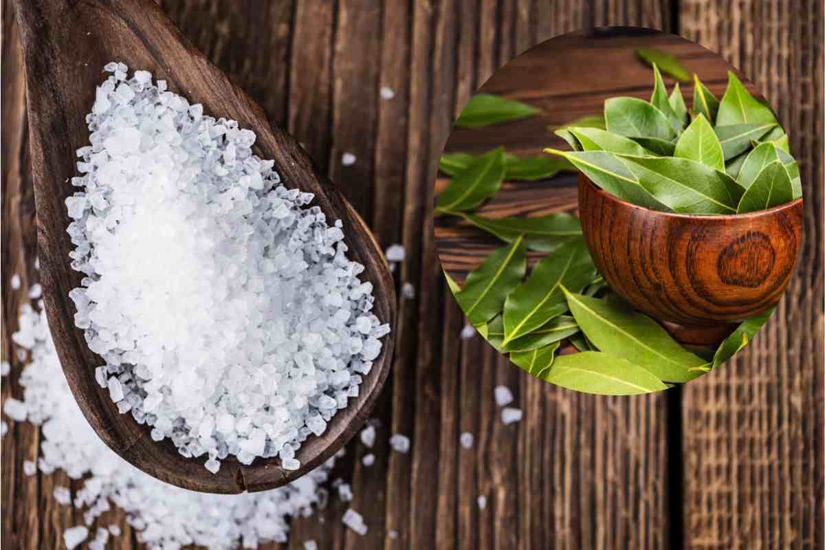 laurel y sal Sal y laurel 20221230 yeslife.it laurel y sal Sal y laurel 20221230 yeslife.it