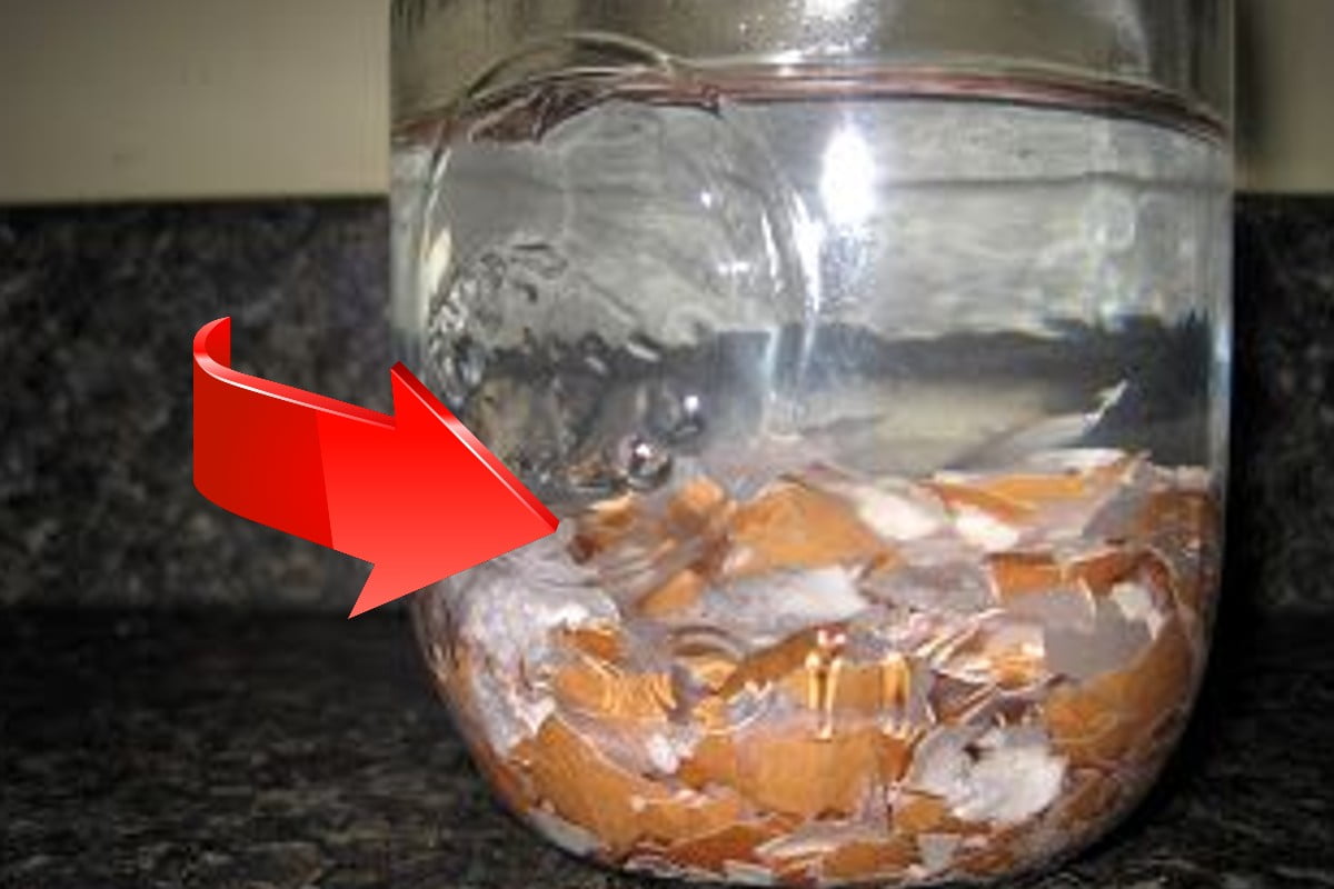 cáscaras de huevo remojar en agua cáscaras de huevo 1