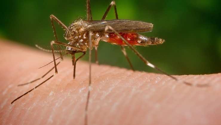 trampa para mosquitos infalible