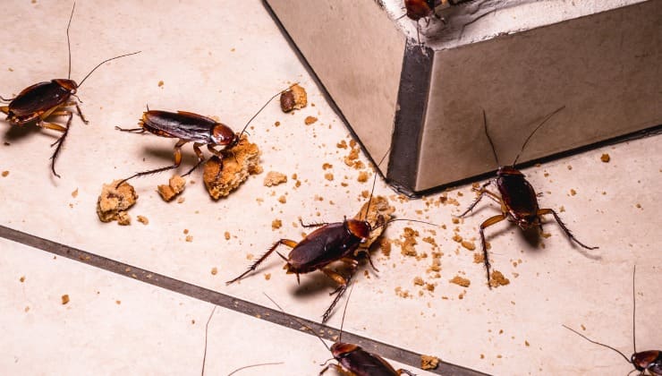 Infestación de cucarachas