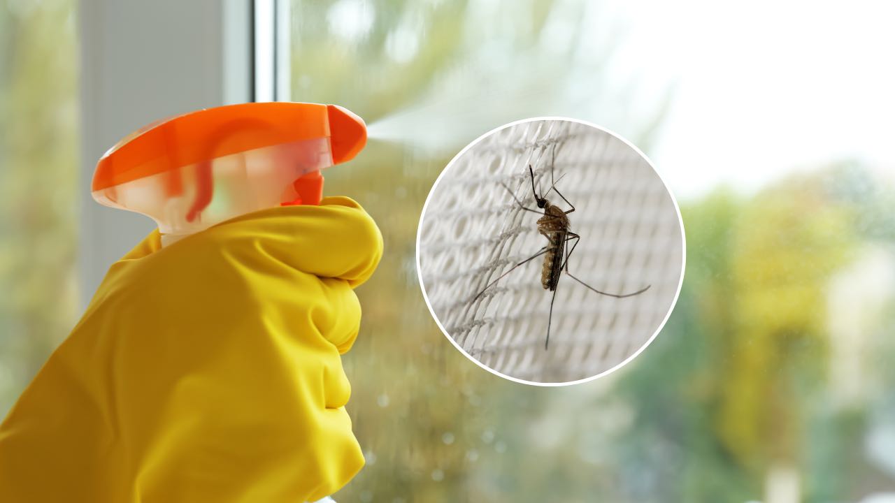 ingrediente en las ventanas ingrediente en las ventanas