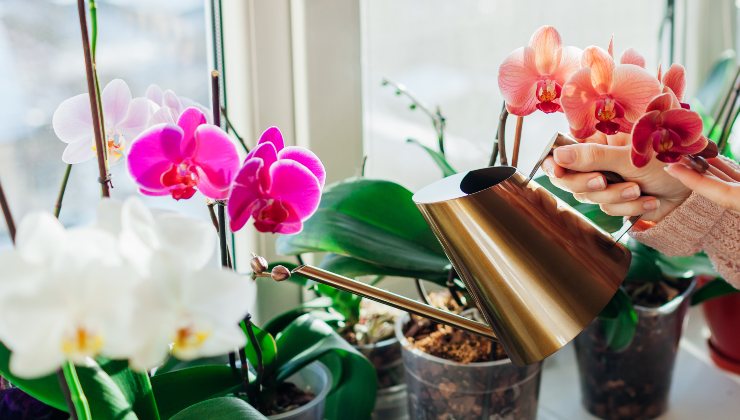 cuidado de orquídeas cuidado de orquídeas