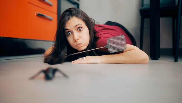 insectos en la casa insectos en la casa