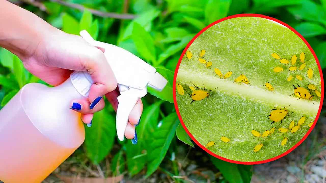 insecticida natural