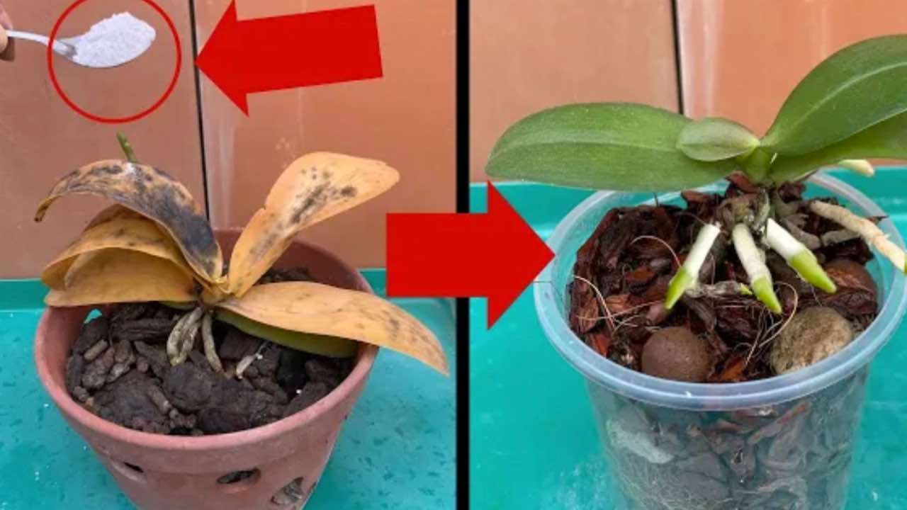 la solución para las plantas