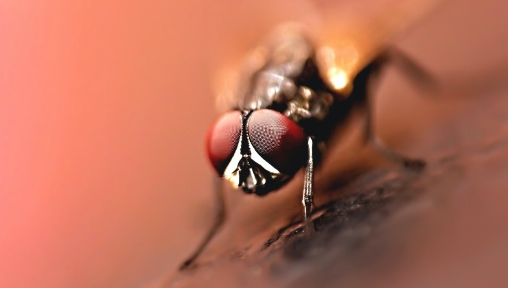 Mantenga alejados a los insectos