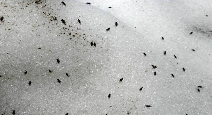 Mosquitos en la casa Mosquitos en la casa