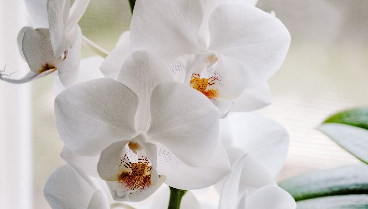orquídeas y fertilizantes