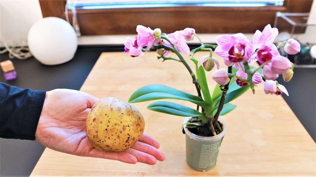 orquídeas