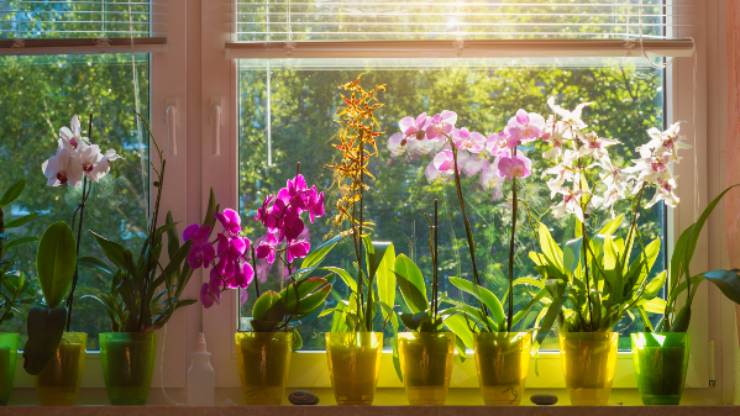 exuberantes orquídeas